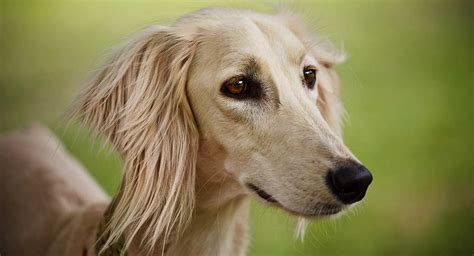 Saluki - Temperament, Lifespan, Shedding, Puppy