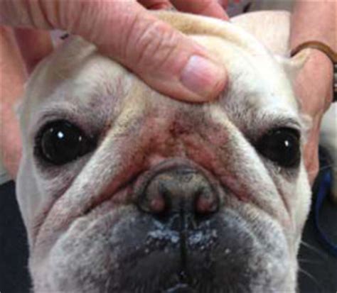 Top French Bulldog Dermatitis of the decade Don t miss out | bulldogs