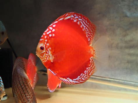 Red Discus | Discus fish, Freshwater aquarium fish, Aquarium fish