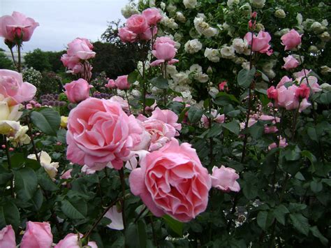 Pink Roses Free Stock Photo - Public Domain Pictures