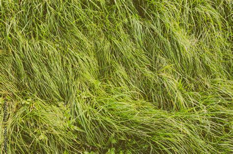 Long Green Grass Texture Top View. Nature Background. Faded Film Processing Stock Photo | Adobe ...