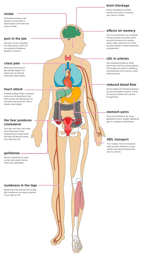 Naturezymes - The Effects of High Cholesterol on the Body