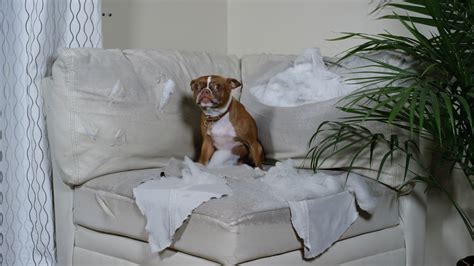 11 Dog Myths Debunked (Fido wants you to be a stinky mess!)