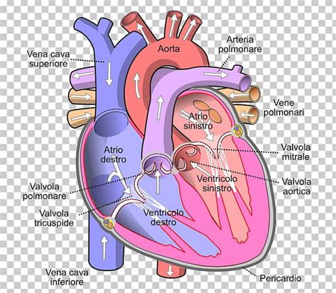 Inferior Vena Cava Superior Vena Cava Vein Venae Cavae Heart PNG ...