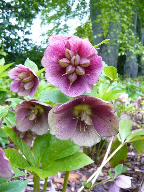 Lenten Rose | The plants have finished flowering and the see… | Flickr