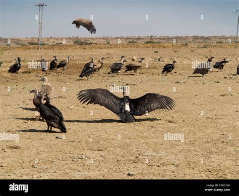 India, Rajasthan, Jaisalmer, Thar Desert, endangered wildlife, flock of ...