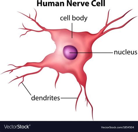 Diagram Of Human Nerve Cell