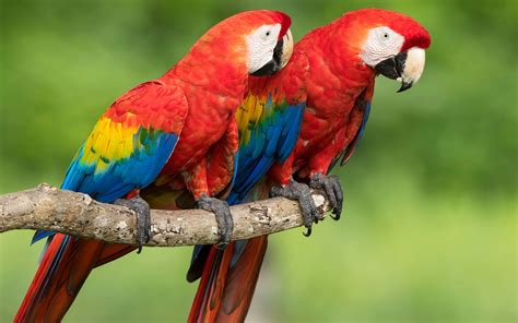 El guacamayo rojo quiere volver a reinar en Honduras y repoblar Centroamérica - Noticias Ambientales