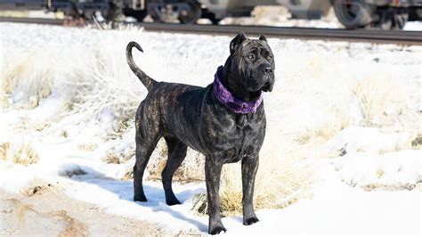 Perro de Presa Canario Colors - What colors on a True Presa Canario ...