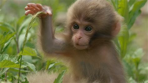 Very cute baby monkey : r/aww