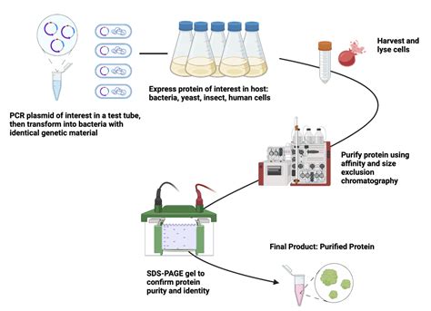 How to Purify Proteins – Protein Scientist