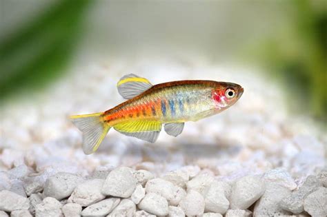 Glowlight Danio (Celestichthys Choprae): Ultimate Care Guide - Fish ...