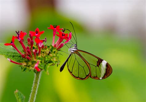 File:Greta Oto (Glasswing) Butterfly (6917391571).jpg - Wikimedia Commons