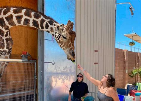 Isabelle from the Travel Lemming Visits the Lion Habitat Ranch - The ...