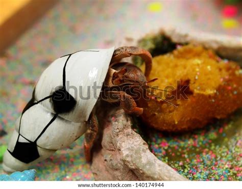 Pet Hermit Crab Shell Painted Soccer Stock Photo 140174944 | Shutterstock