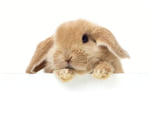 6000 Awesome Rabbit Names for Your Fluffy Bunny