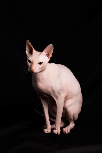 Premium Photo | Pink sphynx cat