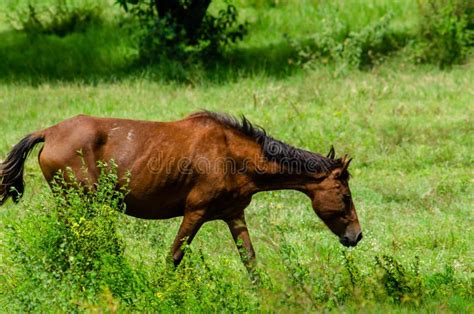 The horse is eating grass stock image. Image of outdoor - 159094585