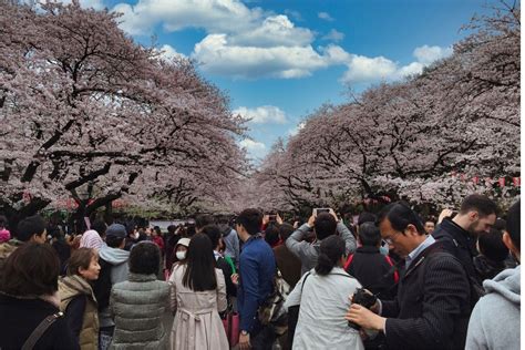 Cherry blossom 2024 & Tokyo's 10 famous spots