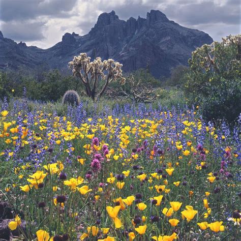 Organ Pipe Cactus National Monument In Spring | MowryJournal.com