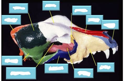 Canine skull lateral view - flipped Diagram | Quizlet