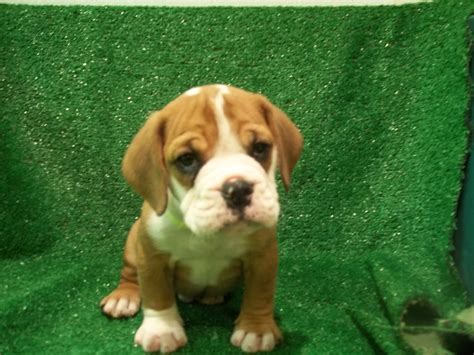 37+ Beagle Bulldog Mix Puppies For Sale Picture - Bleumoonproductions