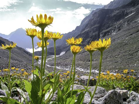 Arnica Montana - Health benefits and uses