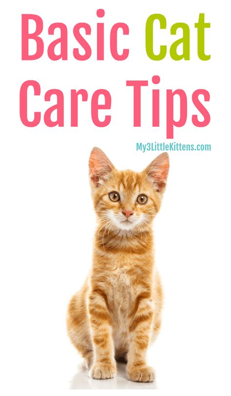 Important Basic Cat Care Tips - My 3 Little Kittens