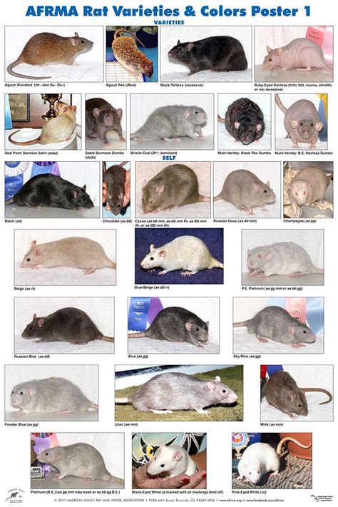 AFRMA Rat Varieties & Colors Posters: 2019 | Pet rodents, Pet rats, Funny rats