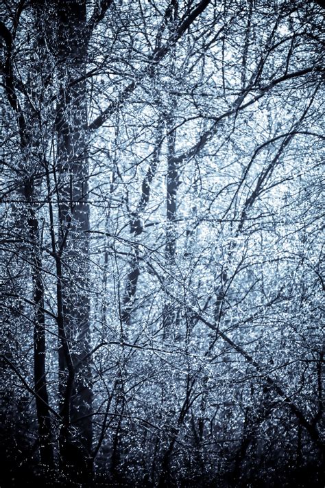 Frost And Ice Covered Trees Free Stock Photo - Public Domain Pictures