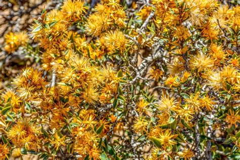 National Flower Of Ecuador: Native Ecuadorian Chuquiraga