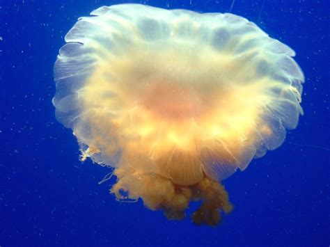 Jellyfish Underwater Aquarium · Free photo on Pixabay