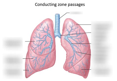 Conducting zone passages Diagram | Quizlet