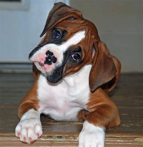 miniature boxer puppies | Cute Puppies | Boxer puppy, Boxer dogs, Boxer puppies