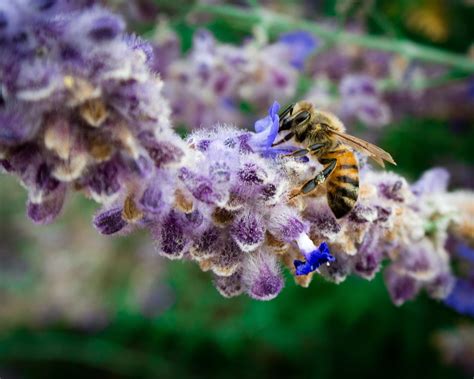 Another bee on lavender. | Nature photography, Nature, Plants