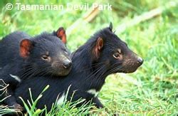 Tasmanian Devil Conservation Park - Brick Point Cottage Brick Point Cottage