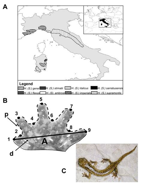 A) Geographic distributions of all species of European Hydromantes; B)... | Download Scientific ...