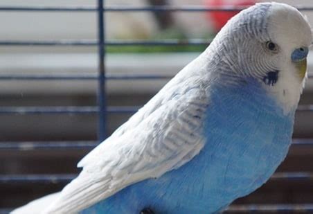 106 Good Blue Budgie Names You Will Enjoy - Feathered Buddies