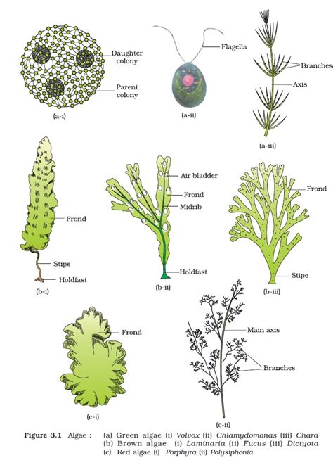 NCERT Class XI Biology: Chapter 3 – Plant Kingdom | AglaSem Schools