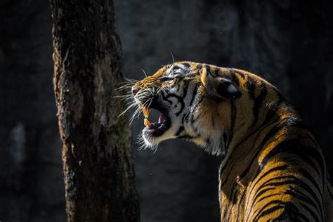 Tiger Cat Big - Free photo on Pixabay