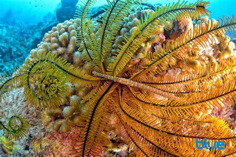 Blue Caribbean Magazine - A juvenile Trumpetfish takes camouflage ...