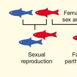 The efficiency of parthenogenesis varies widely. | Download Scientific ...