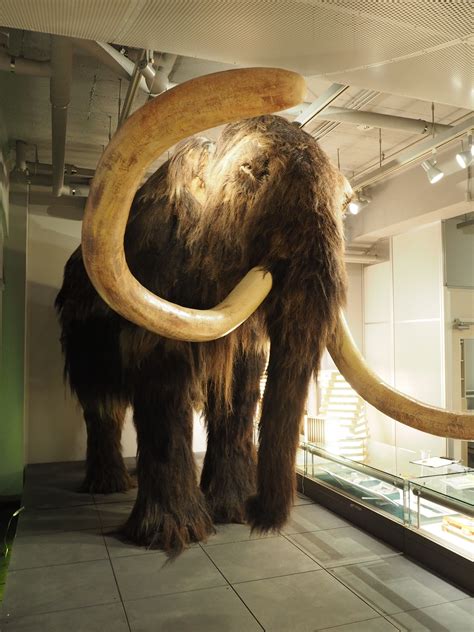 Mammoth | The Hokkaido University Museum