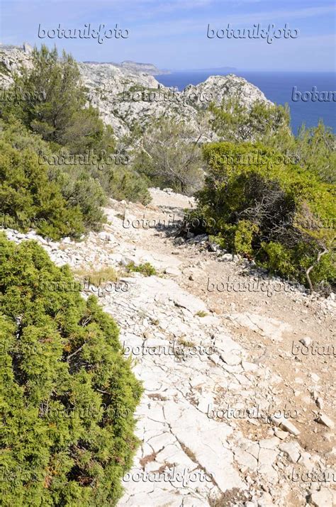 Image Hiking trail, Calanques National Park, France - 533161 - Images of Plants and Gardens ...