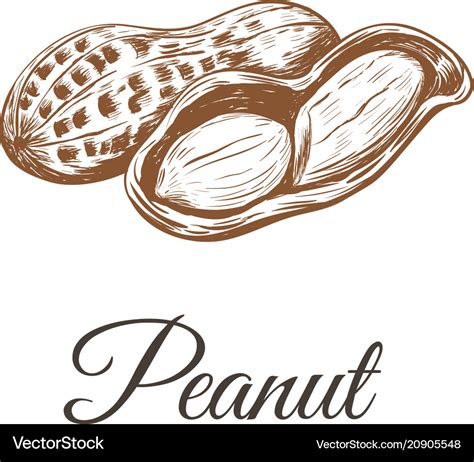 Peanuts sketch drawing peanut Royalty Free Vector Image