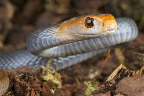 Coastal Taipan - Australia | Poisonous snakes, Snake venom, Snake