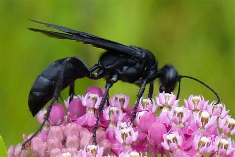 Great Black Digger Wasp (A guide to the Ants, Bees, Wasps and Sawflies ...