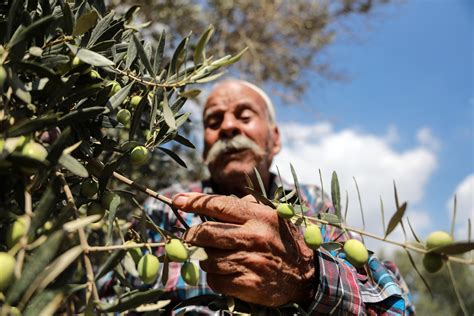 Olive tree, za'atar, cactus: Palestine's symbolic plants and the ...