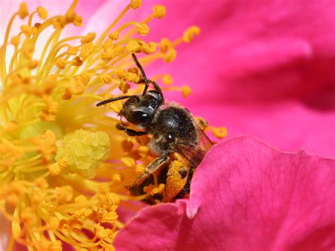 File:Bee pollinating a rose.jpg - Wikipedia