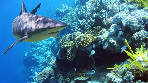 ¿Por qué los tiburones son importantes para los ecosistemas marinos?